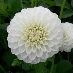 Георгин Boom Boom White (x1)